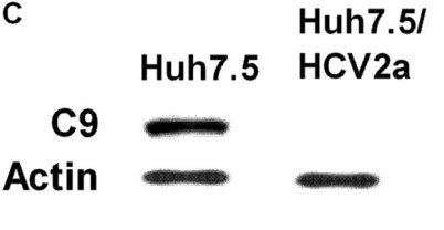 The repression of C9 protein was examined with HCV genotype 2a-infected or uninfected hepatocyte lysates.jpg